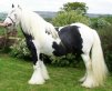Traditional Feathered Cob
